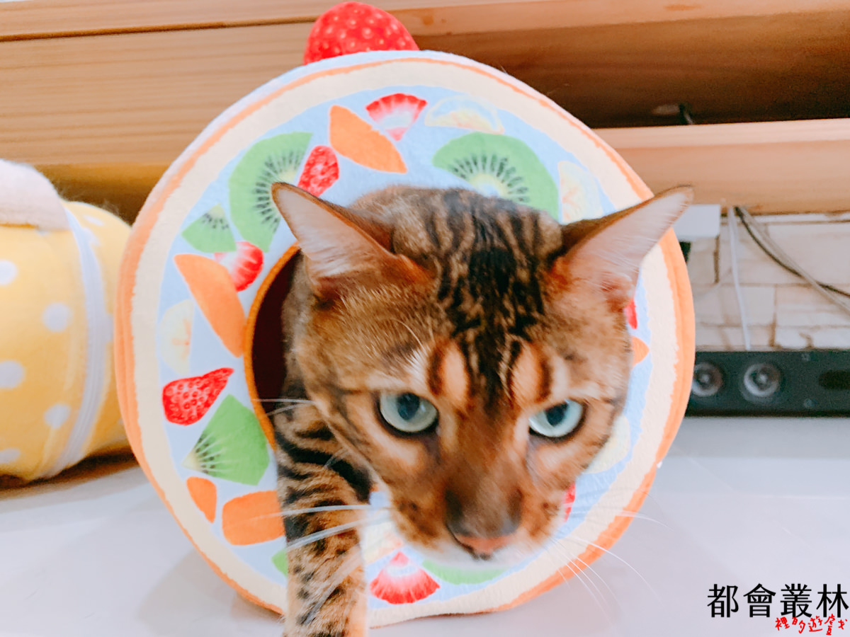 【貓床貓屋】日本 Felissimo 貓部｜貓咪水果塔床｜水果蛋糕捲貓屋