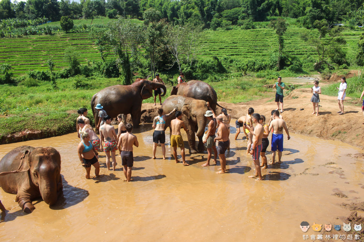 【旅遊】泰國清邁大象保護區體驗營 Elephant Jungle Sanctuary 🐘 來跟大象交朋友吧！