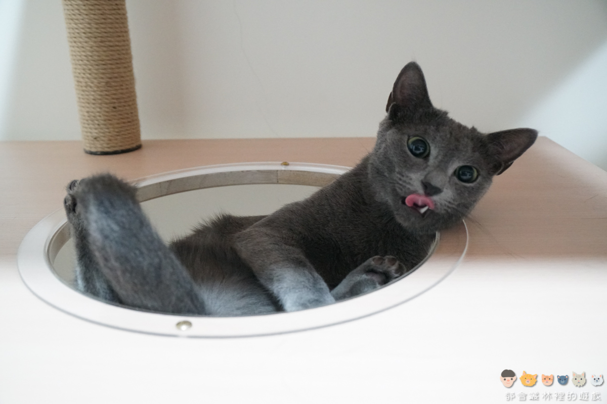 【貓咪飲食】我們家的貓都吃菲力牛排 緬因貓 豹貓 布偶貓 俄羅斯藍貓