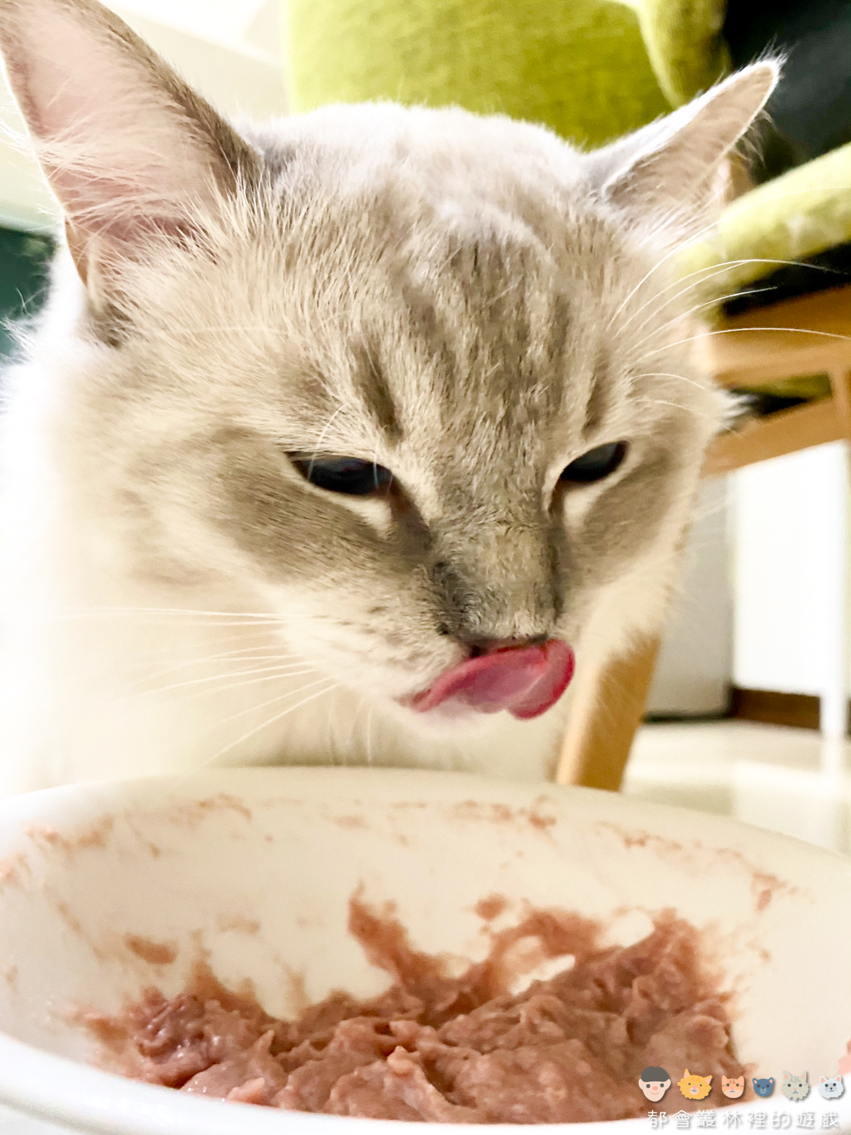 【貓咪飲食】我們家的貓都吃菲力牛排 緬因貓 豹貓 布偶貓 俄羅斯藍貓