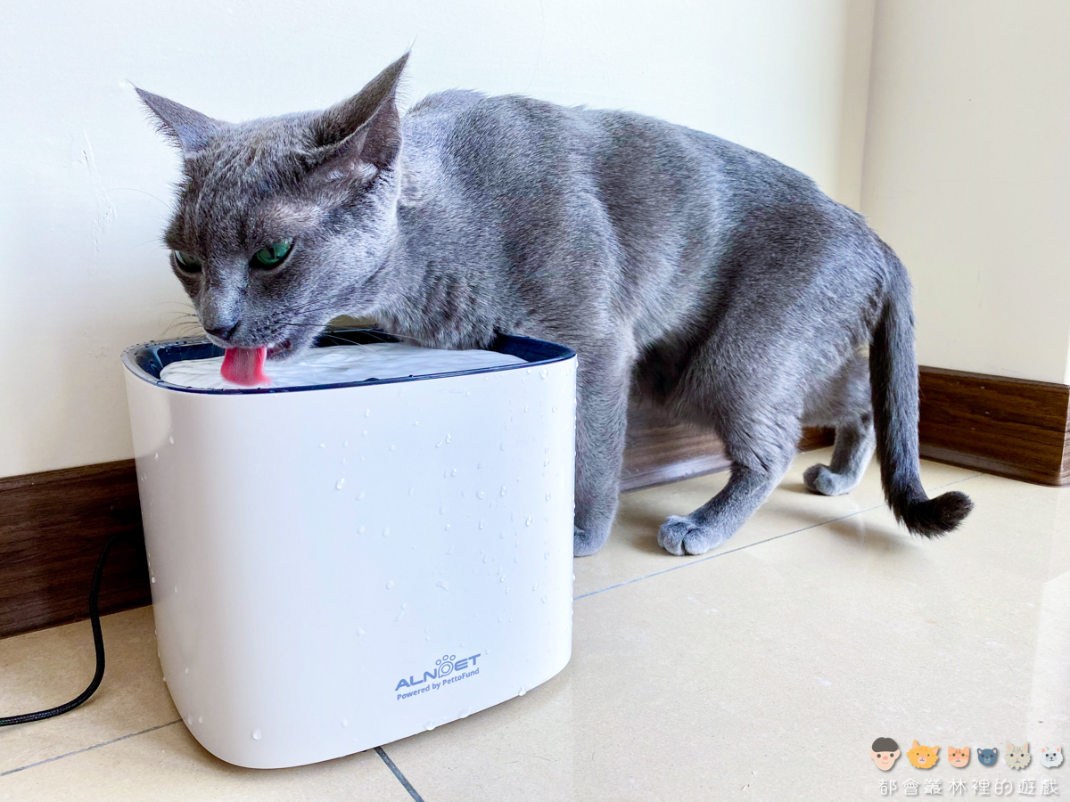 【貓咪飲水機】看到五位王子一起多喝水 ALNPET x PettoFund 寵物智能偵測殺菌飲水機推薦
