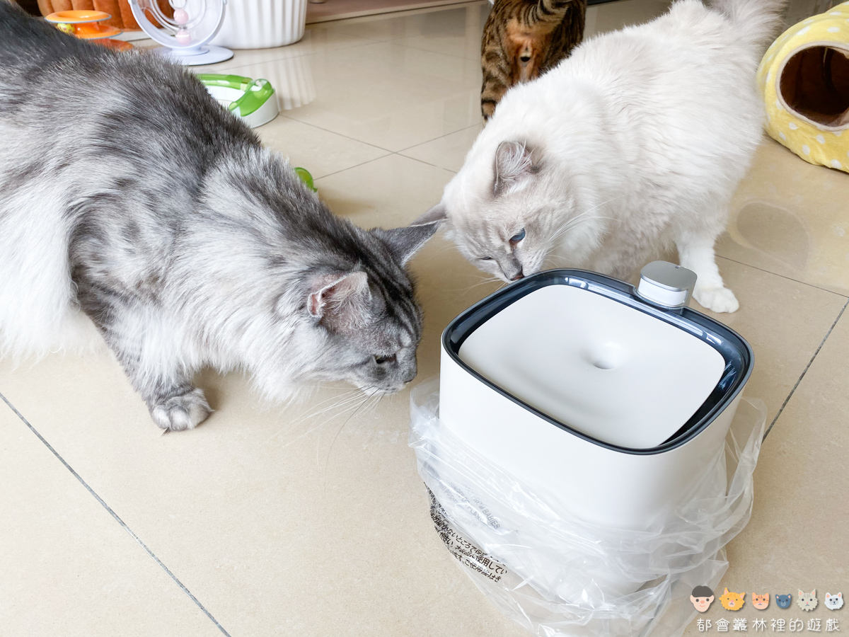 【貓咪飲水機】看到五位王子一起多喝水 ALNPET x PettoFund 寵物智能偵測殺菌飲水機推薦