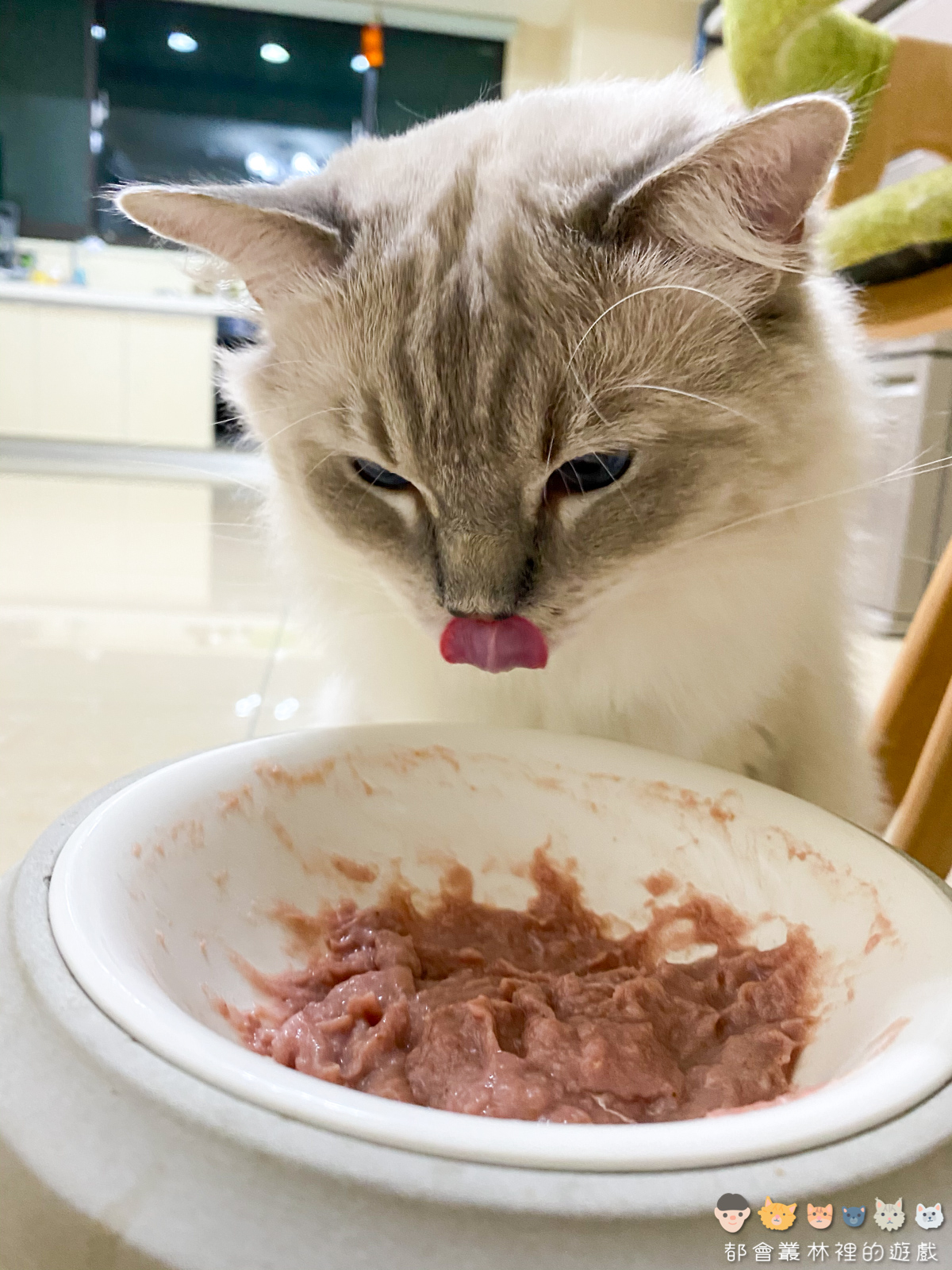 【清潔】臭味滾 貓咪專用 食器洗滌劑｜貓咪專用洗碗精｜貓咪天天安心吃飯飯